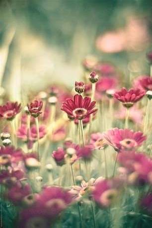 "Vibrant Spring Flowers Bloom Pink On Bright Green Stems" by Stocksy Contributor "Rachel Bellinsky" - Stocksy